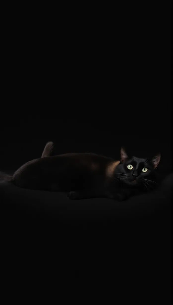 Image black cat, feline, side view, seductive pose, lying on back, looking at viewer, exposed shoulders, dark environment, dramatic lighting, masterpiece, best quality, detailed